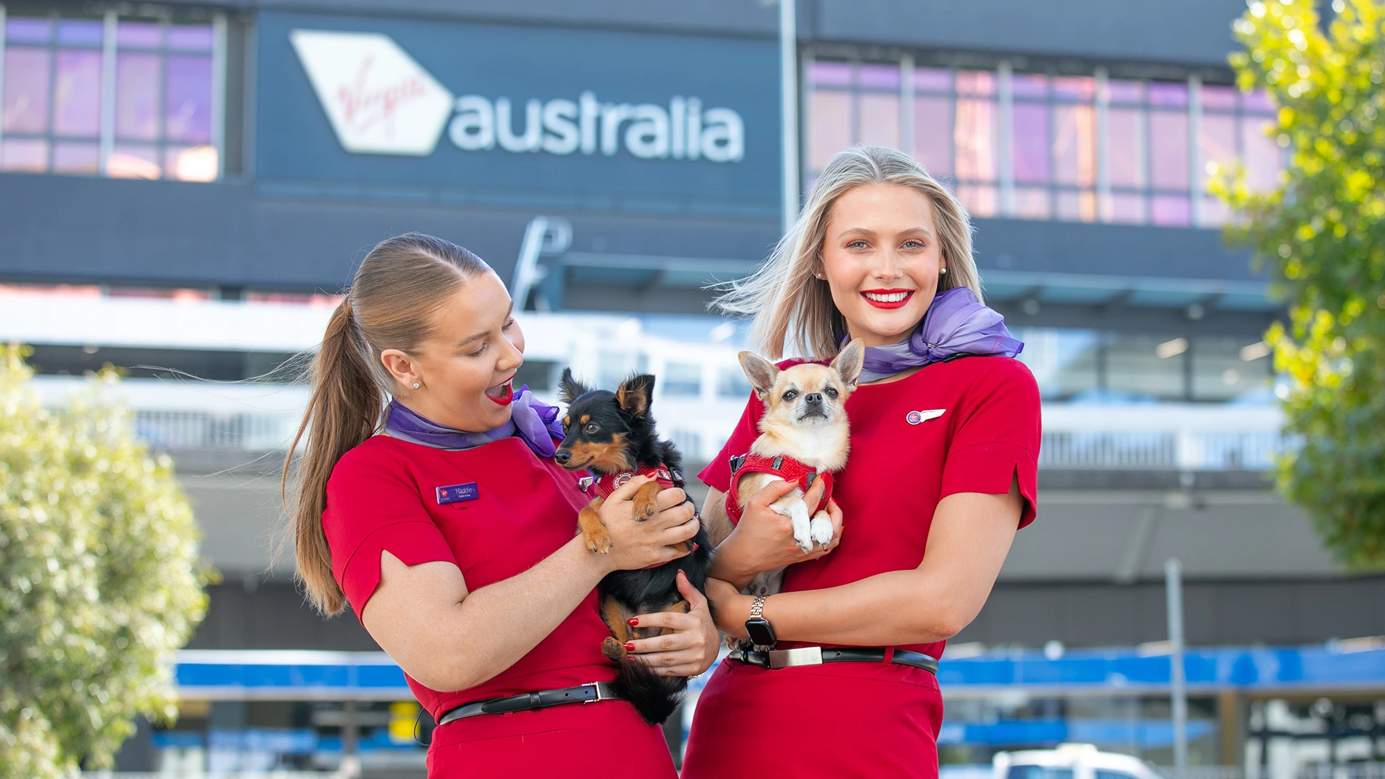 Virgin Australia launches pets flights
